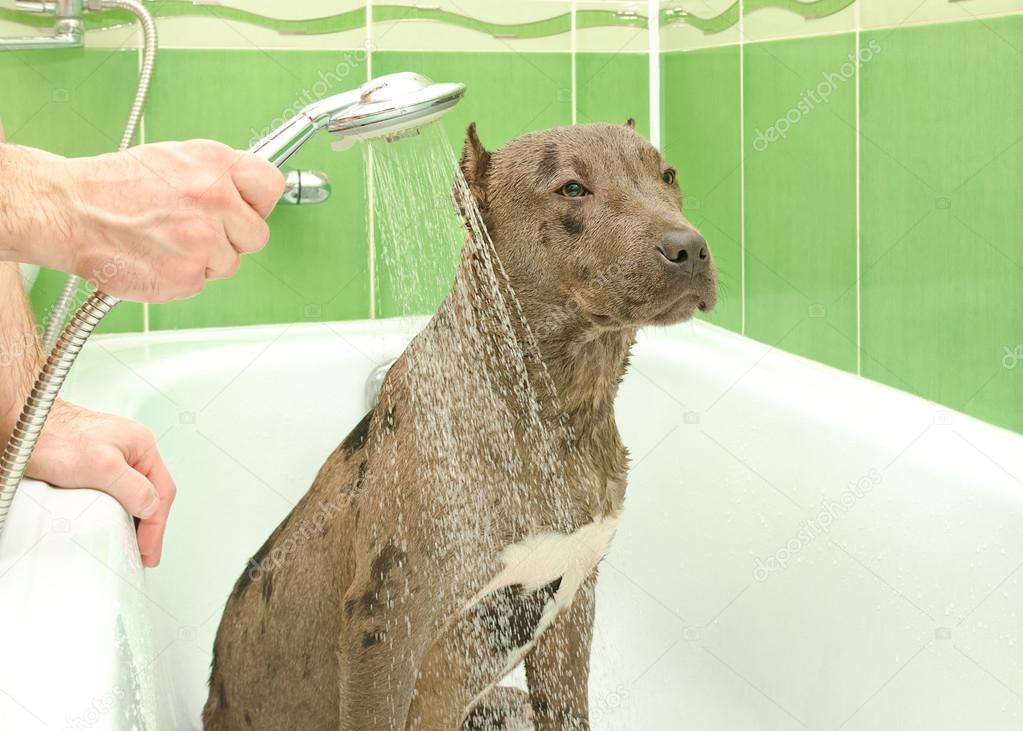 Pitbull puppy is bathed in a shower