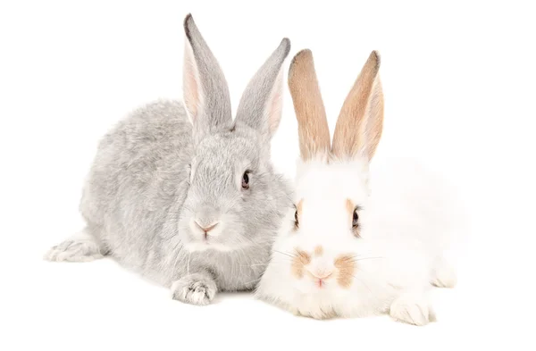 Zwei Kaninchen sitzen zusammen — Stockfoto