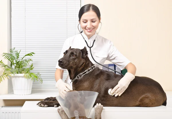 Pitbull dal veterinario — Foto Stock