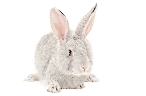 Portrait of a gray rabbit Stock Picture