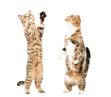 Onun arka ayakları üzerinde duran iki kedi
