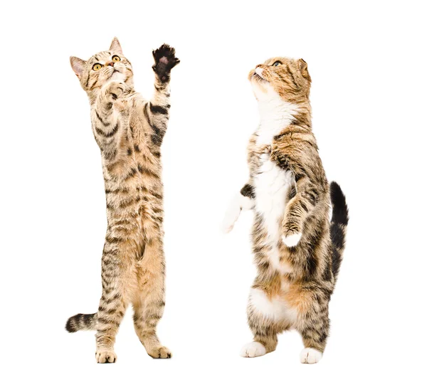 Two cats standing on his hind legs — Stock Photo, Image