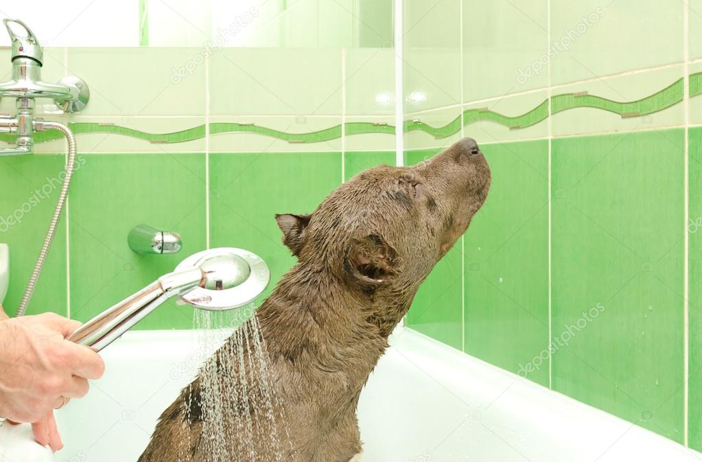 Pitbull puppy taking a shower