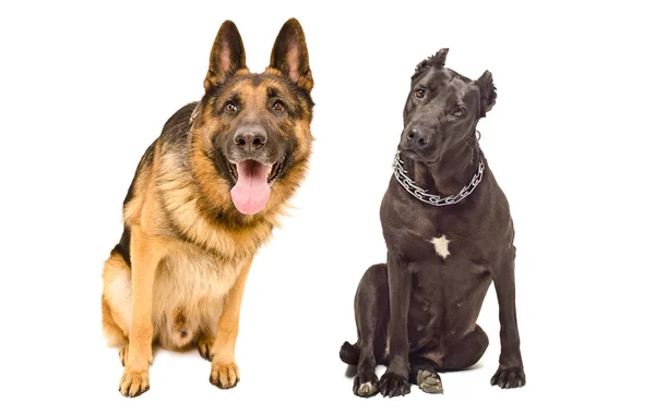 Portrait of two curious dogs — Stock Photo, Image