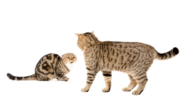 Кот атакует кота — стоковое фото