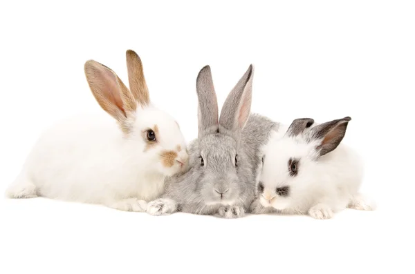 Dohromady tři králíky — Stock fotografie