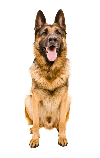 Portrait of a German Shepherd — Stock Photo, Image