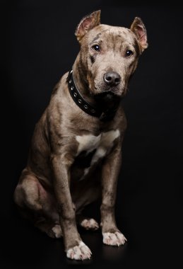 pitbull yavrusu portresi