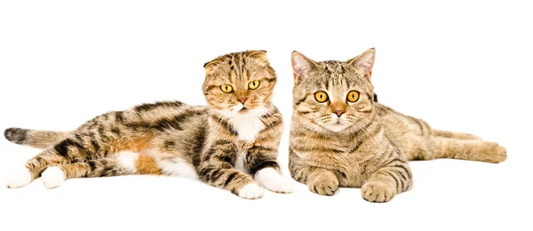 Cats lying together — Stock Photo, Image