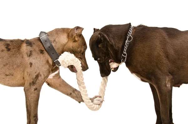Two pitbulls  gnaw rope — Stock Photo, Image