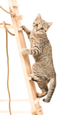yavru kedi İskoç düz Ahşap merdiven çıkma