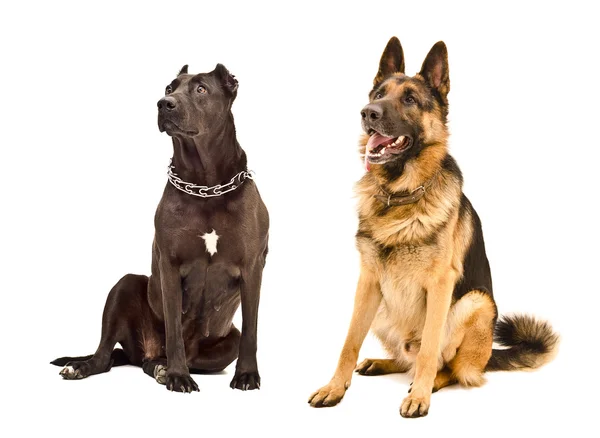 Staffordshire Terrier och Schäfer — Stockfoto