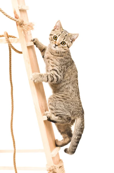 Kitten Scottish Straight поднимаясь по деревянной лестнице — стоковое фото