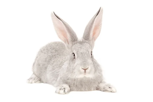 Portrait d'un lapin gris — Photo