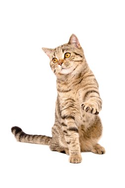 Bir kedi İskoç düz oturma yükseltilmiş bir pençe ile portresi