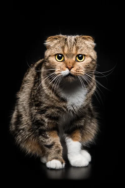 Portrait de chat pliant écossais — Photo