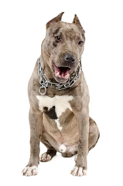 Fotos De Pitbull Bebe De Stock Pitbull Bebe Imagenes Libres De Derechos Depositphotos