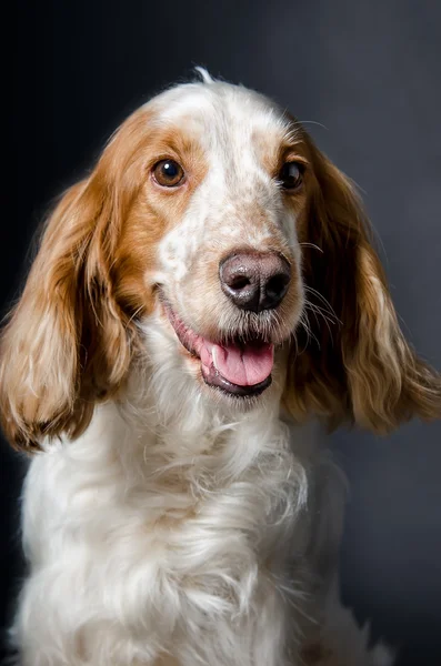 Portret van een Russische Spaniel — Stockfoto