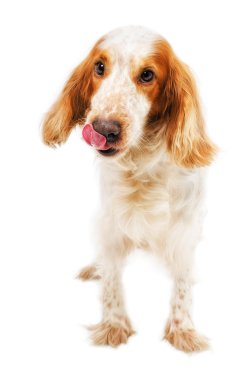 Rus Spaniel yalama burun