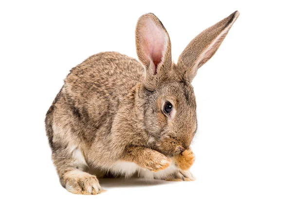 Kaninchen wäscht sein Gesicht — Stockfoto