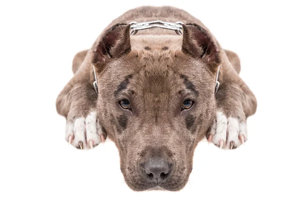 Retrato de un primer plano pitbull —  Fotos de Stock
