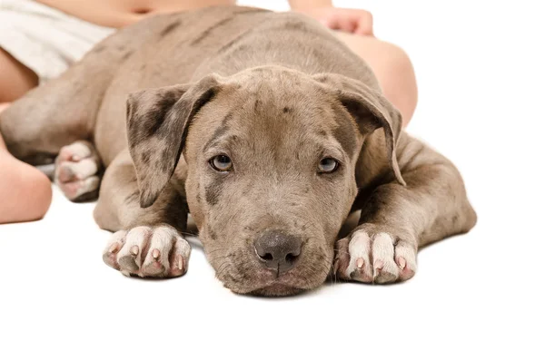 Pitbull cachorro acostado a los pies del niño —  Fotos de Stock