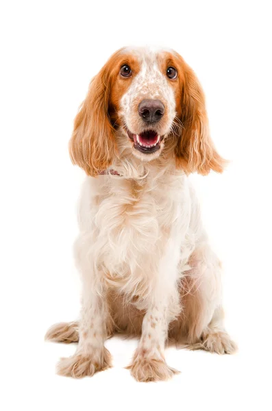 Ruso spaniel — Foto de Stock