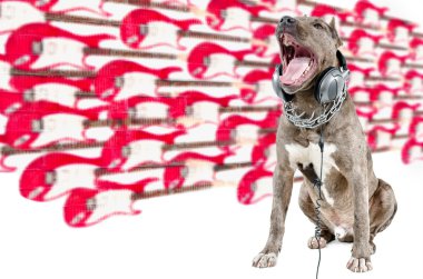Şarkı pitbul