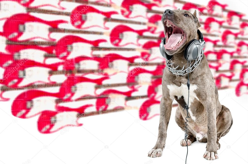 Singing pit bull