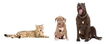Yawning dogs and cat clipart