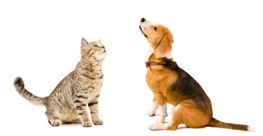 Meraklı kedi İskoç düz ve beagle köpek