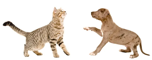 Кошка Шотландская прямая и щенок питбуль — стоковое фото