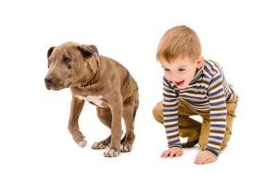 Oğlan ve köpek yavrusu birlikte oynayan pitbul