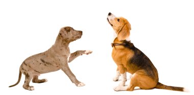 Beagle köpek ve köpek yavrusu pitbul