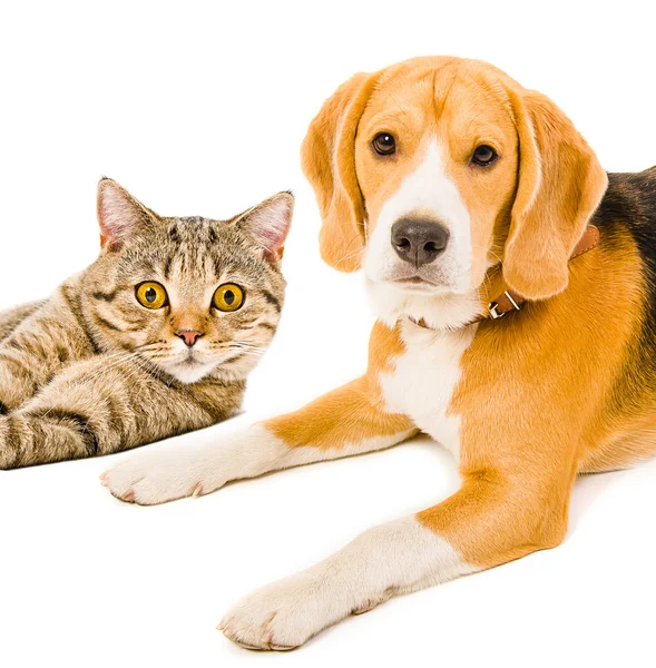 Beagle köpek ve kedi İskoç düz