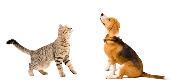 Neugierige Beagle Hund und Katze schottisch gerade zusammen — Stockfoto