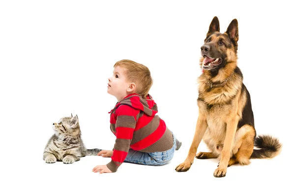 Niedlicher Junge, Schäferhund und Kätzchen — Stockfoto