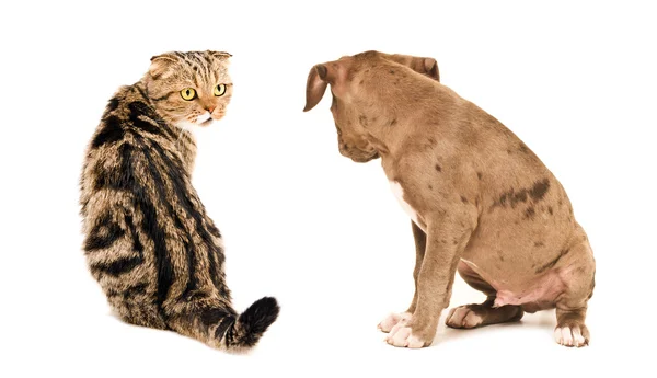 苏格兰折猫和小狗的斗牛犬坐看着对方 — 图库照片
