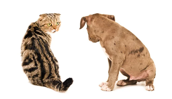 Scottish Fold gato y perrito pit bull sentado mirándose el uno al otro — Foto de Stock