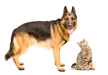 Alman çoban köpeği ve meraklı bir İskoç düz kedi