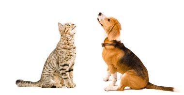 Birlikte oturan kedi İskoç düz ve beagle köpek