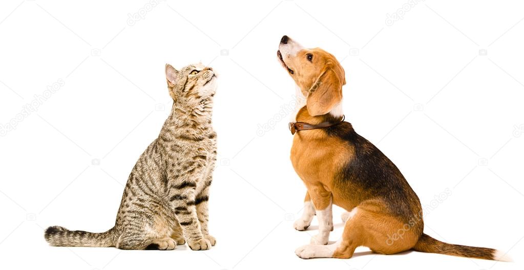Cat Scottish Straight and beagle dog sitting together