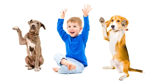 Fröhlicher Junge und zwei Hunde sitzen mit erhobenen Händen — Stockfoto