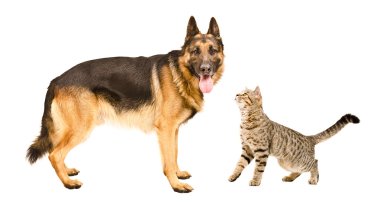 Alman çoban köpek ve kedi İskoç düz ayakta birlikte