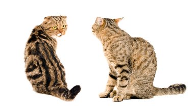 İki kedi, birbirine bakarak