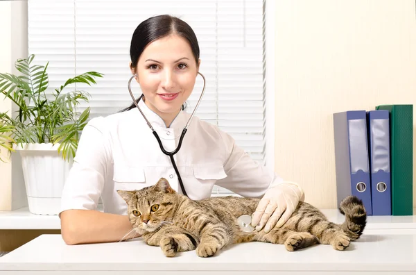 Veterinární lékař poslouchá stetoskopem kočka — Stock fotografie