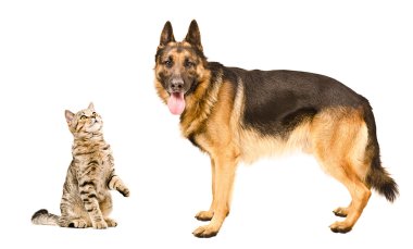 Alman çoban köpek ve kedi İskoç düz