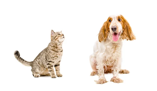 Nieuwsgierige kat en hond — Stockfoto