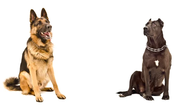Dois cães sentados em frente um do outro — Fotografia de Stock
