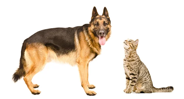 Hund rasen Schäfer och nyfiken katt Scottish Straight — Stockfoto